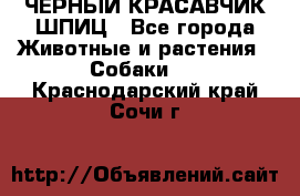 ЧЕРНЫЙ КРАСАВЧИК ШПИЦ - Все города Животные и растения » Собаки   . Краснодарский край,Сочи г.